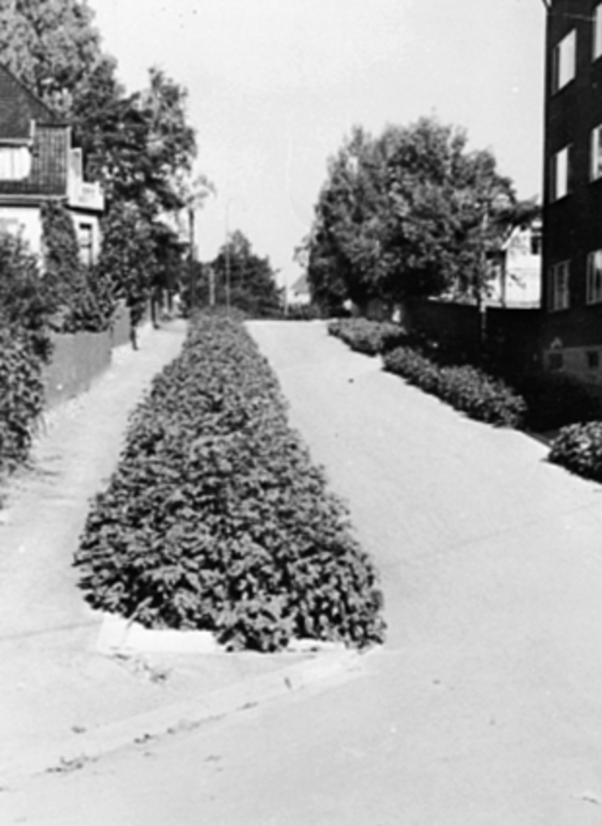 Anno Domkirkeodden, POTETÅKER, LANGS GATEN OPPOVER WERGELANDSGATE. SOMMEREN 1942 FIKK BYENS BEFOLKNING POTETLAND FORSKJELLIGE STEDER. KOMMUNEN OG BEDRIFTER STILTE BEREDVILLIG UT BRUKBAR JORD. DET VAR OGSÅ POTETÅKER ETTER FURNESVEGEN BÅDE VED SYKHUSET OG VED KIRKEGÅRDEN.