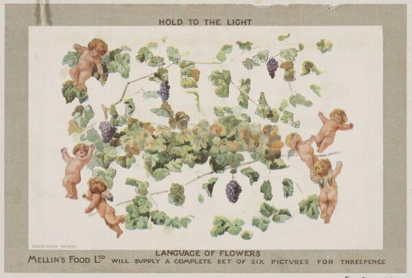 Unknown, Mellin's Food Ltd. 'Language of Flowers'