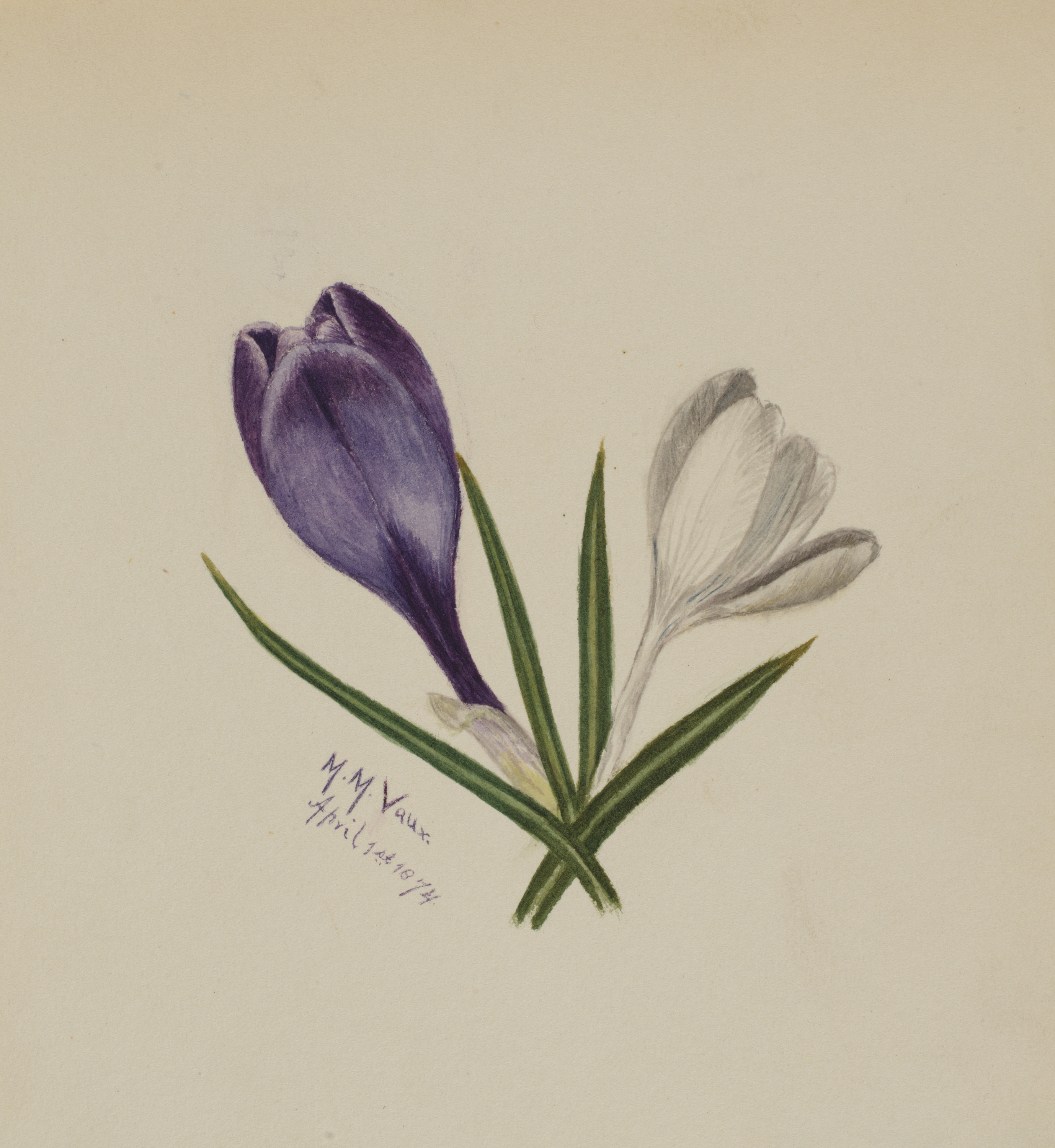 Mary Vaux Walcott, Untitled (Crocuses)