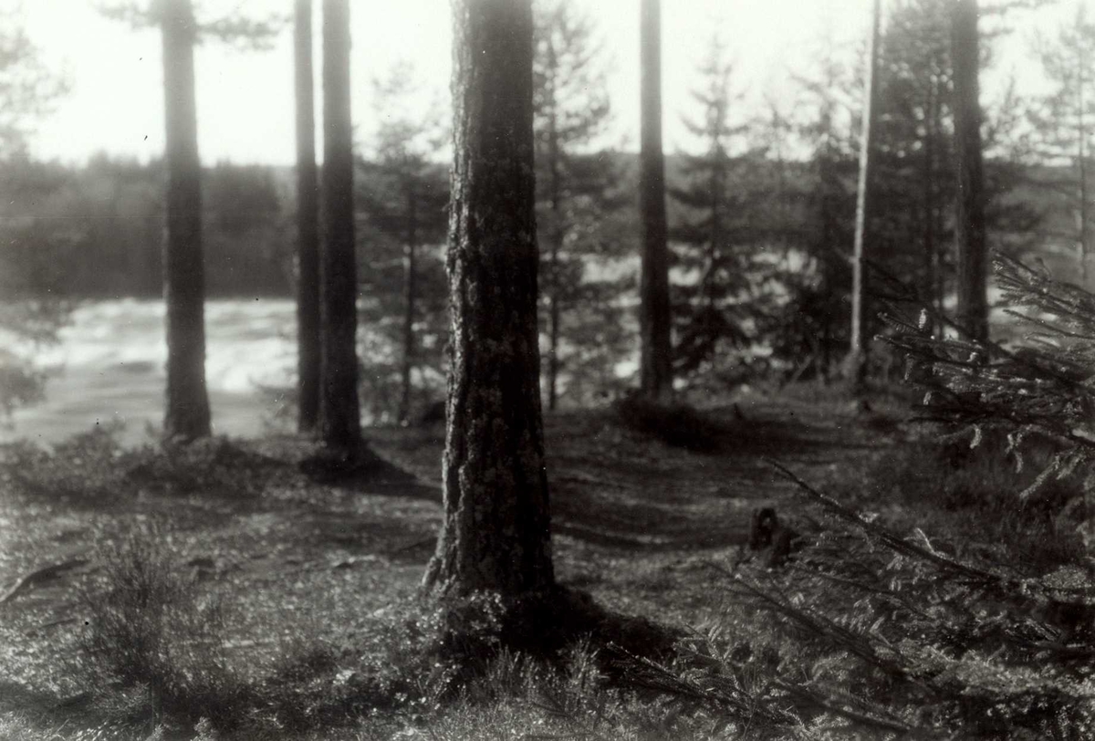 Gisle Midttun, Prestfossen, Elverum, Sør-Østerdal, Hedmark. Glomma med foss mellom trær.