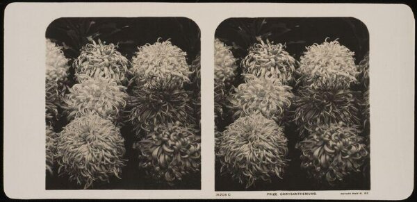 Unknown, Prize Crysanthemums
