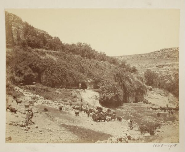 unknown, Palestine, Es Salt,  View of Spring, with Cattle