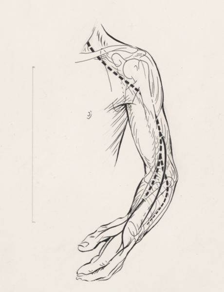 J Tinkelenberg, Circulatory system of the arm
