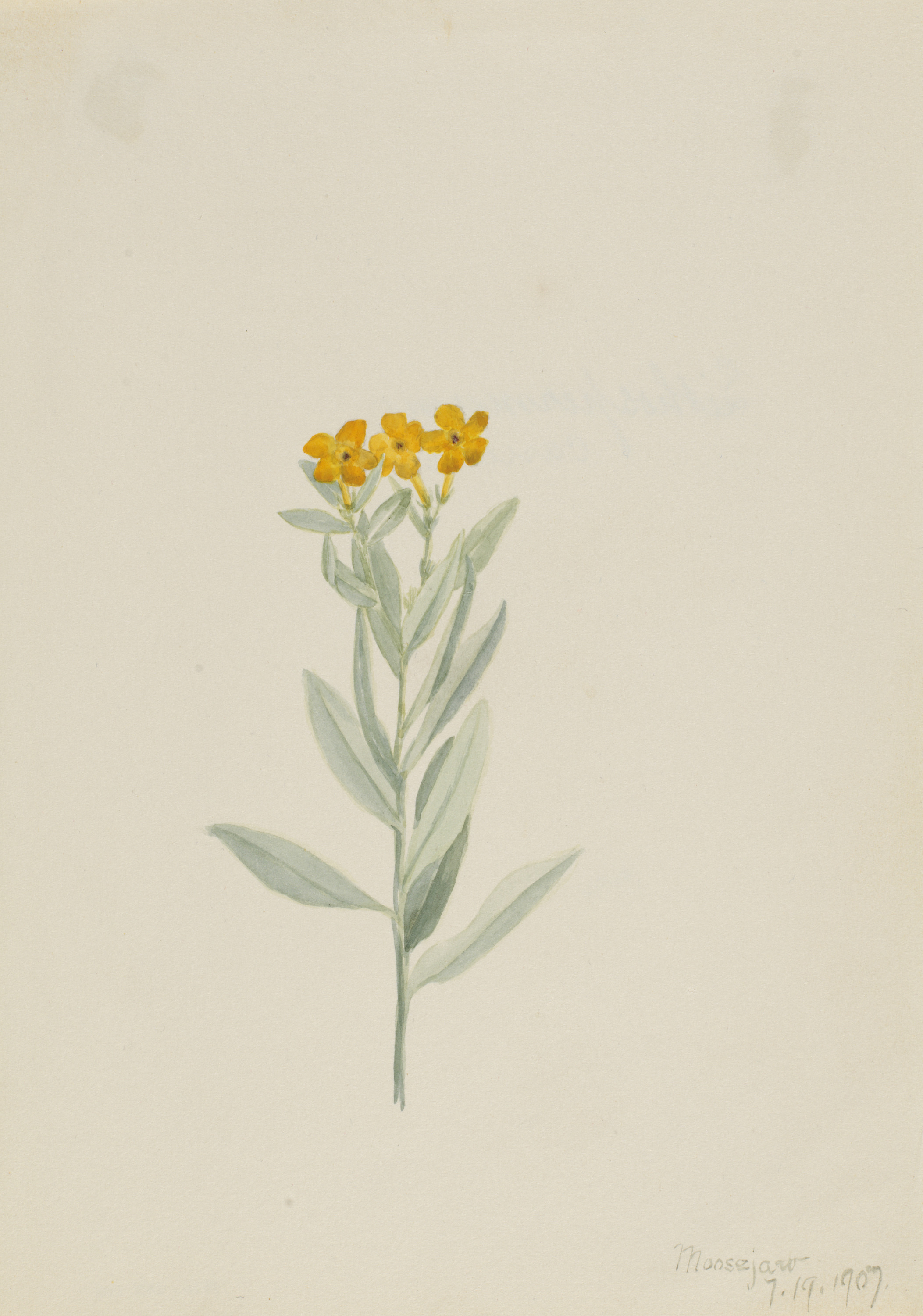Mary Vaux Walcott, Lithospermum canescens