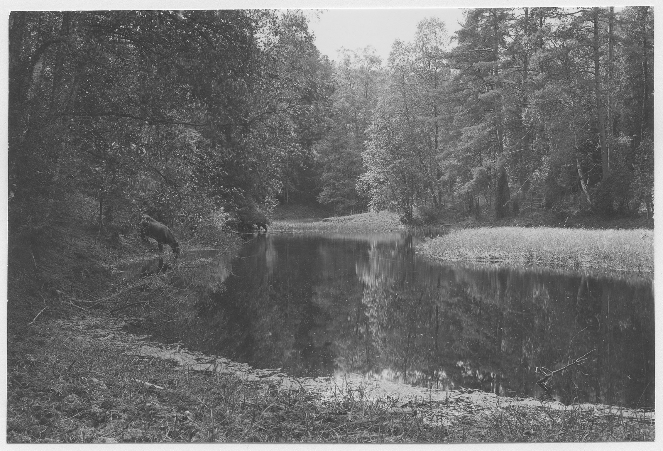 Mårten Sjöbeck, Ryfors