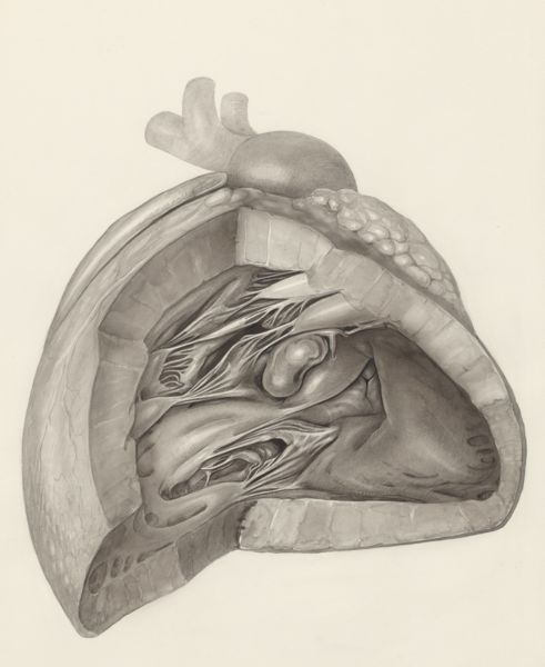 H.G Wetselaar, Heart