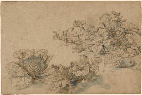 Abraham Bloemaert, Studies of a Marrow Plant and Cabbages