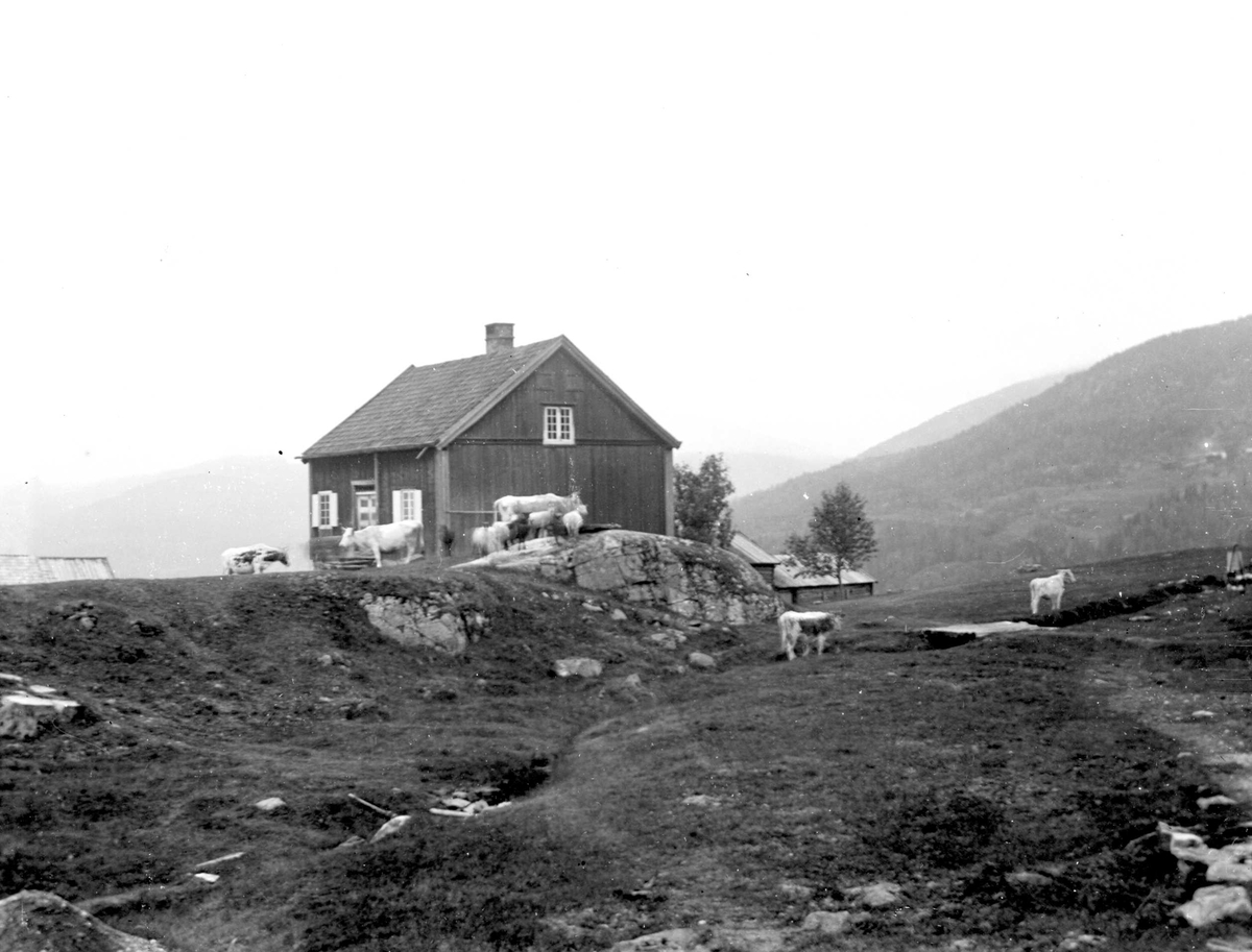 Juliane Fredrikke Langberg, Fra Eggedal, Sigdal, på besøk hos Th. Kittelsen. Våningshus omgitt av beiteområde med kyr og geiter. Jfr. NF.15386-041. Fra malerinne Juliane Fredrikke Langbergs samling, tatt 1895-1910 med motivkrets slekt og venner samt steder tilknyttet samvær med disse.