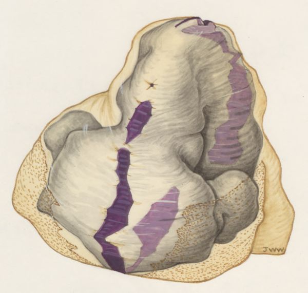 J Wetselaar-Whittaker, Embryonic tissue of a rat