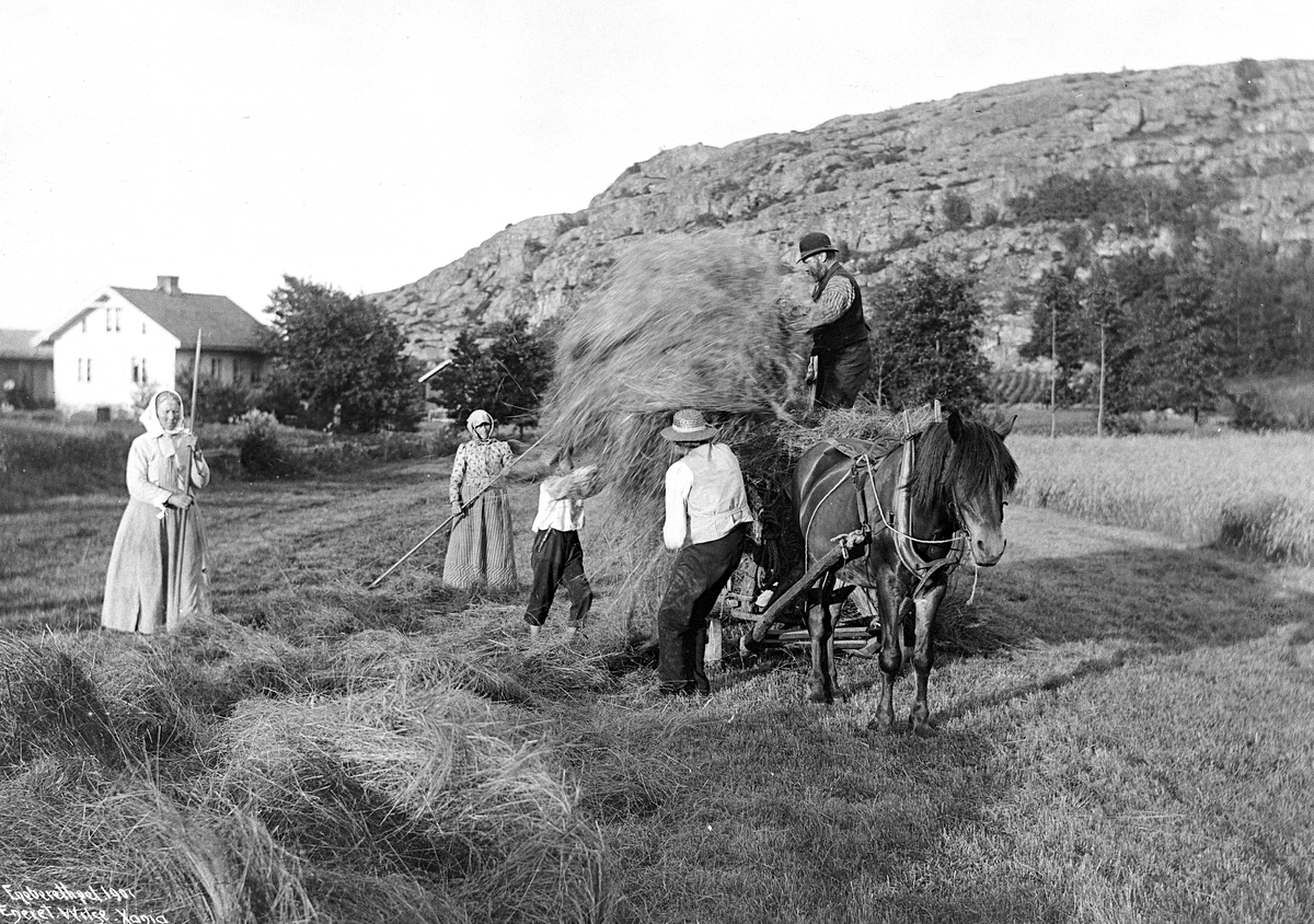 Anders Beer Wilse, Prot: Tjømø Høiaand inkjøring av høiet Juli 1903