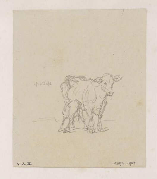 George Chinnery, A cow and calf