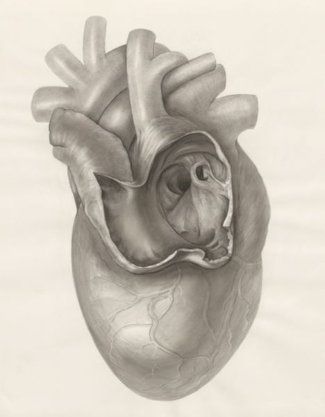 H.G Wetselaar, Heart