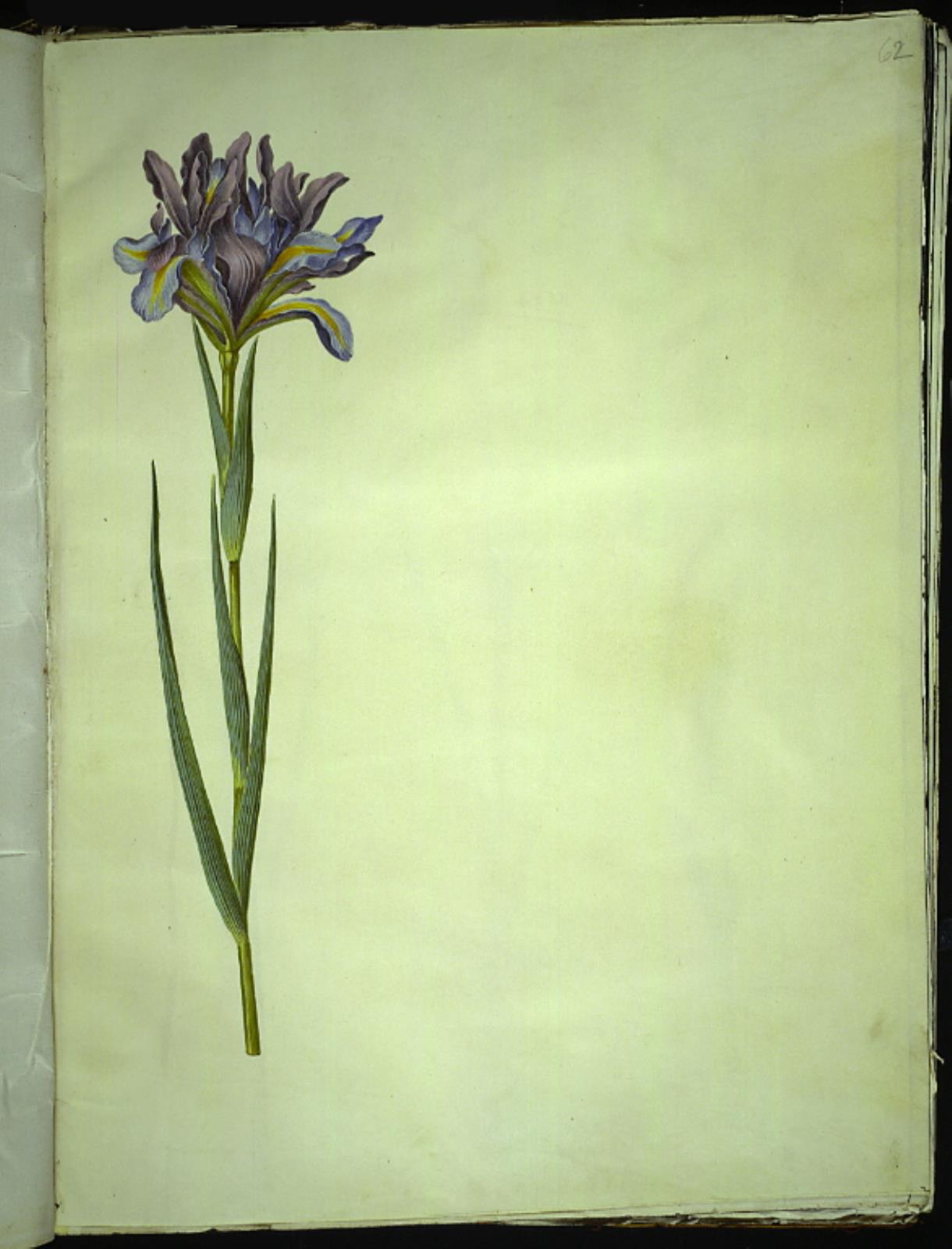 Hans Simon Holtzbecker, Iris xiphium (spansk iris)