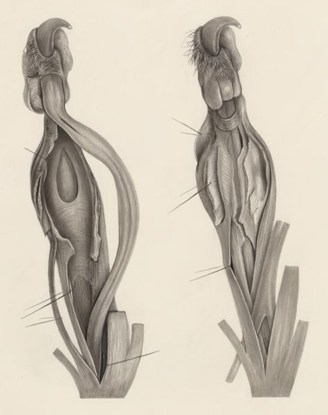 H.G Wetselaar, Muscular tissue of an animal paw