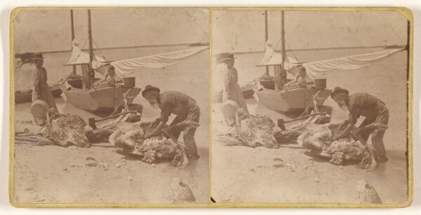 Unknown, [Butchering turtle, Gulf of Mex.]
