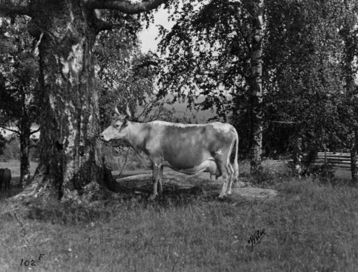 Anders Beer Wilse, -7877