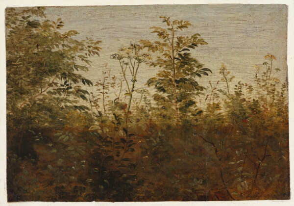 Dankvart Dreyer, Forgrundsstudie. Planter mod lys luft
