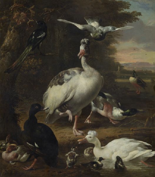 Melchior d'Hondecoeter, Birds