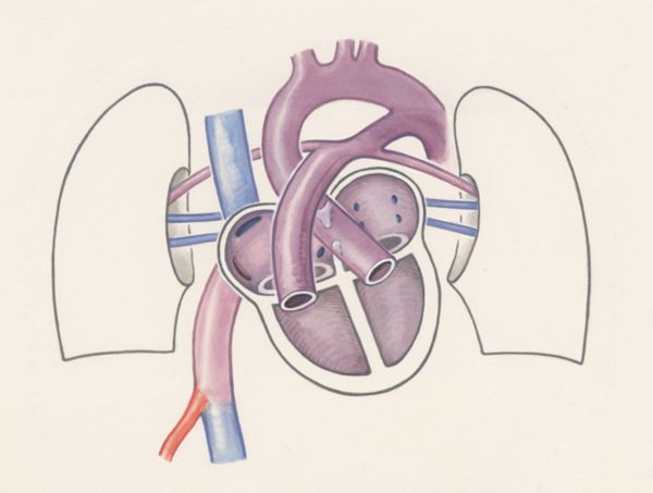 J Wetselaar-Whittaker, Prenatal organs