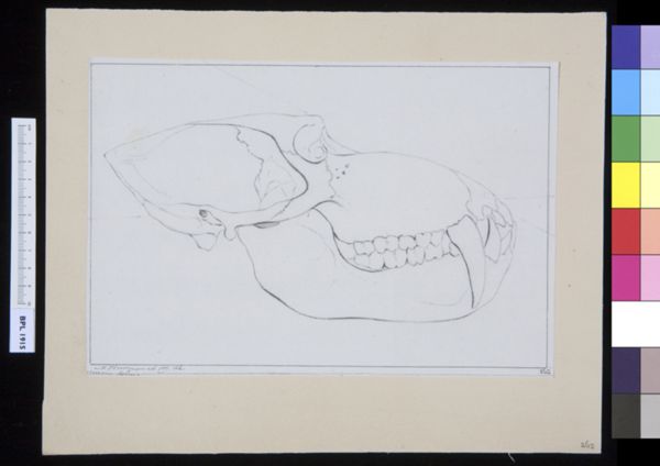 M Houtman, Animals: ape, skull