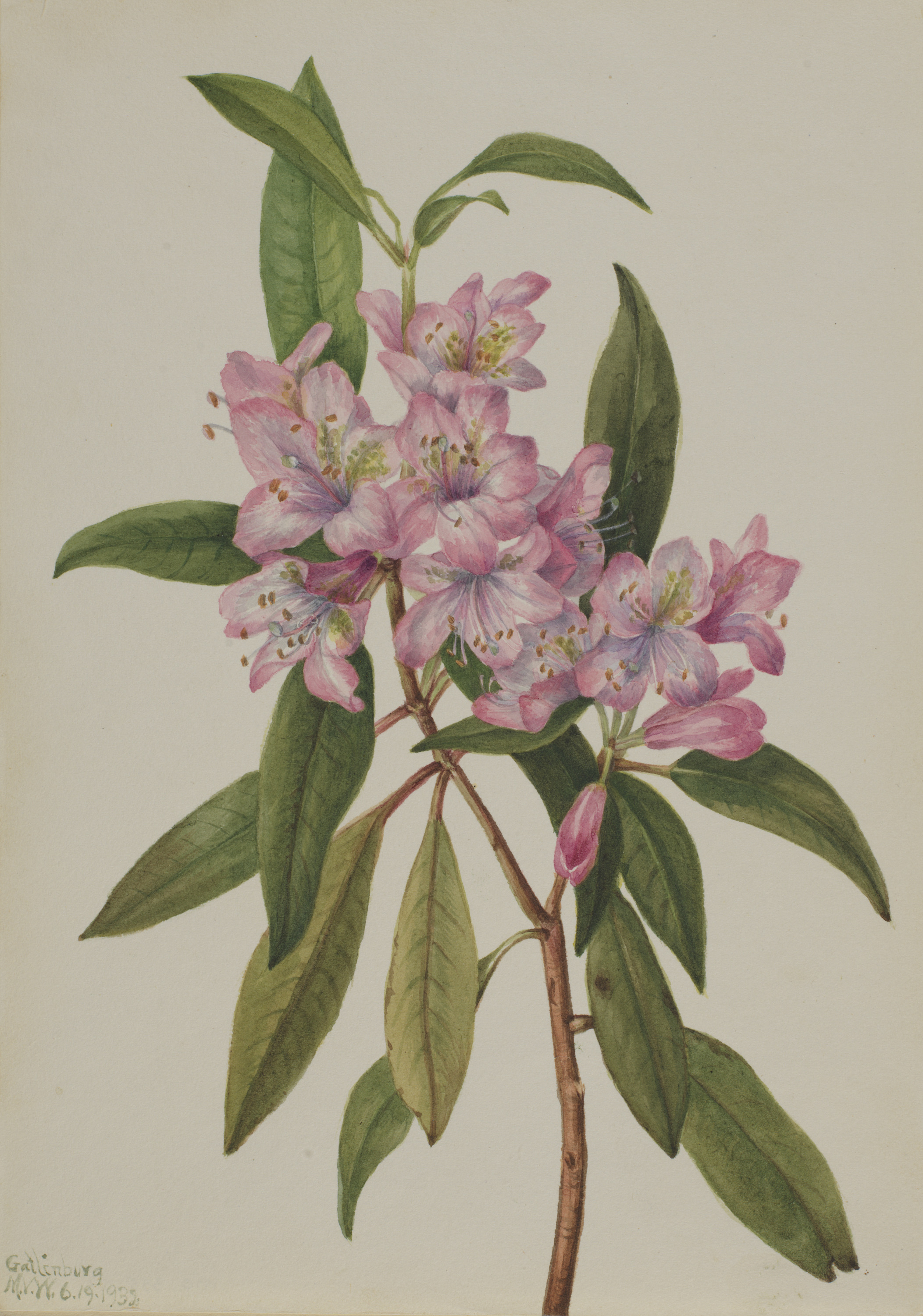 Mary Vaux Walcott, Rose-Bay Rhododendron (Rhododendron carolinianum)