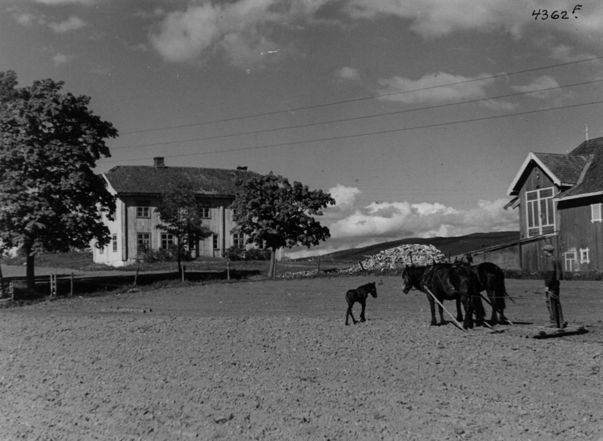 Anders Beer Wilse, Landbruk, jordbruk, husdyrhold, hest, Valdres.