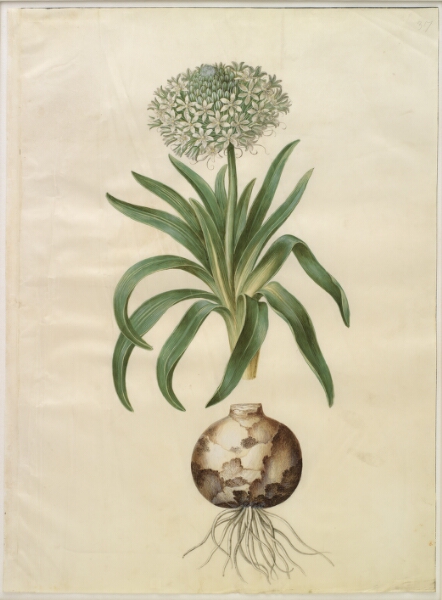 Hans Simon Holtzbecker, Scilla peruviana (kæmpe-skilla)