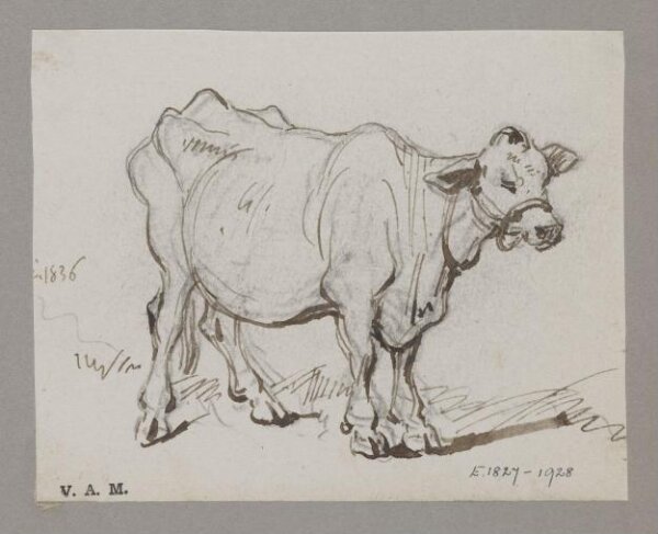 George Chinnery, A standing cow