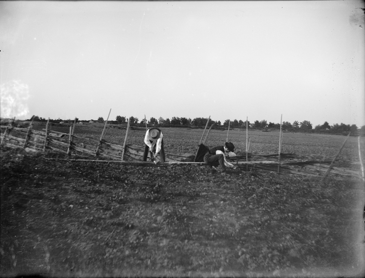 Carl Liljefors, Lennart “Lerten” Hallström and the artist Gusten Widerbäck car maypole, Berhåga, Uppsala 1901