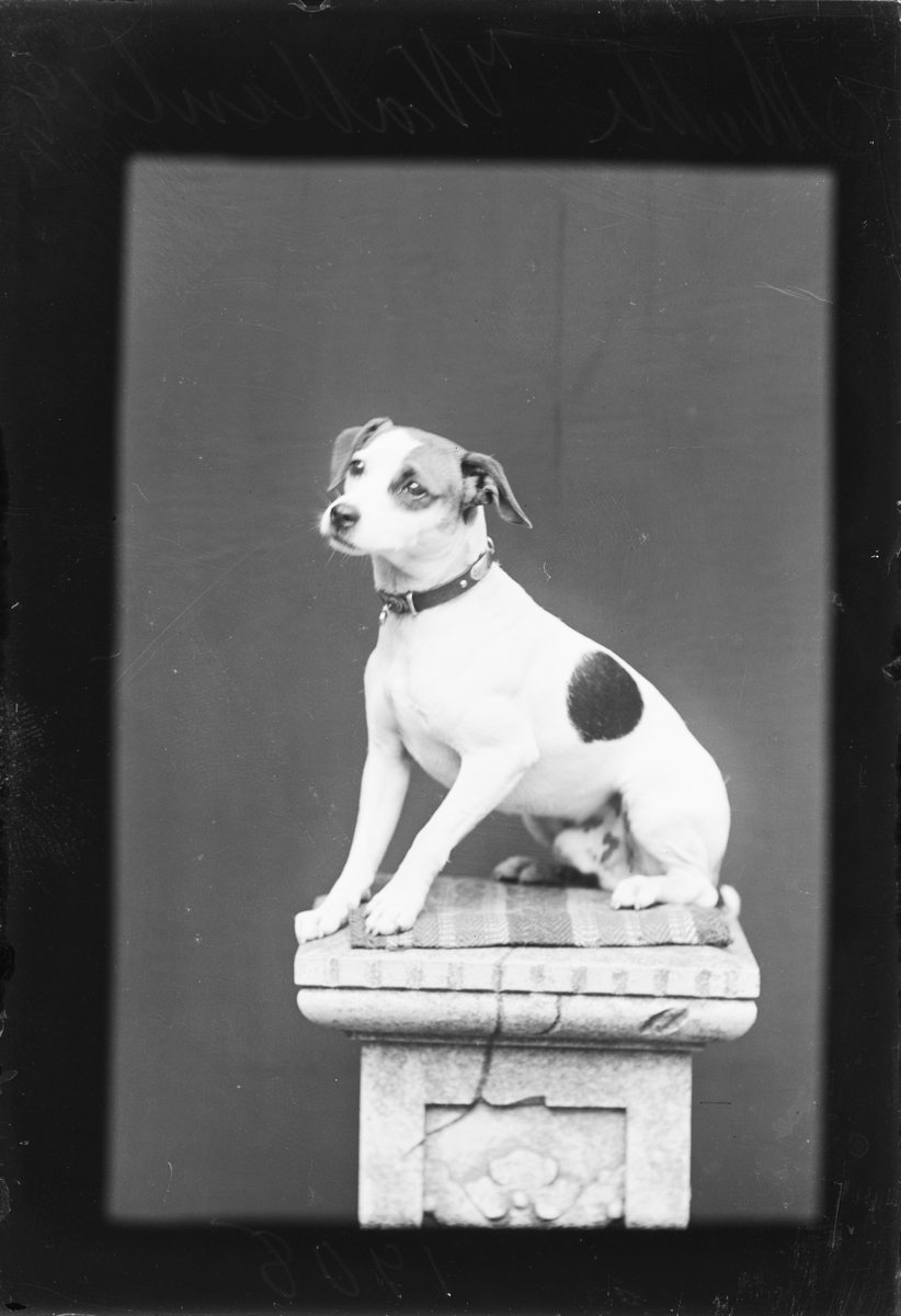 Skötsner-Edhlund, Hund sitter på en piedestal, Östhammar, Uppland 1908