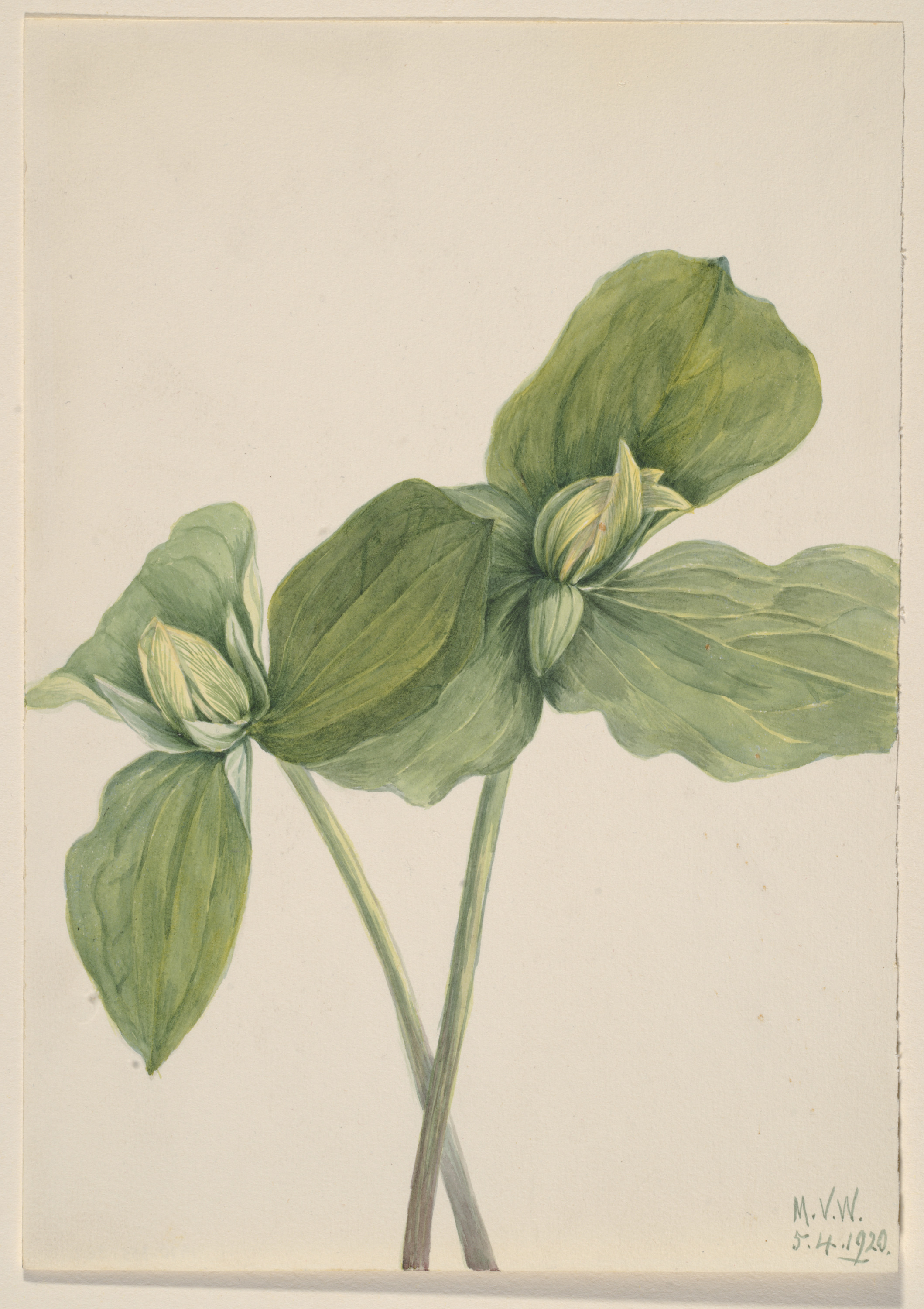Mary Vaux Walcott, Toad Trillium (Trillium sessile)
