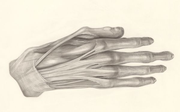 H.G Wetselaar, Muscular tissue of the hand