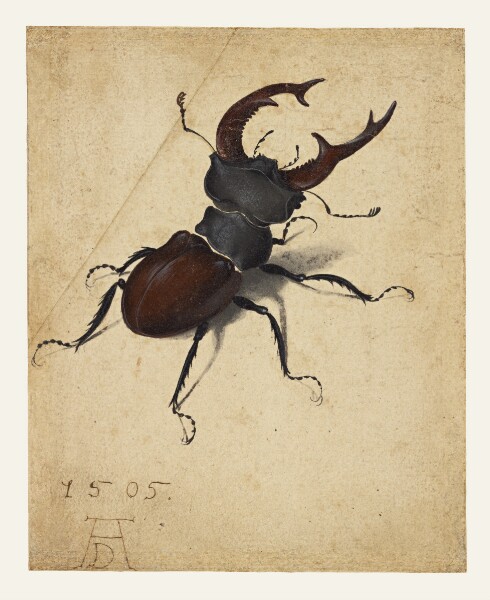 Albrecht Dürer, Stag Beetle