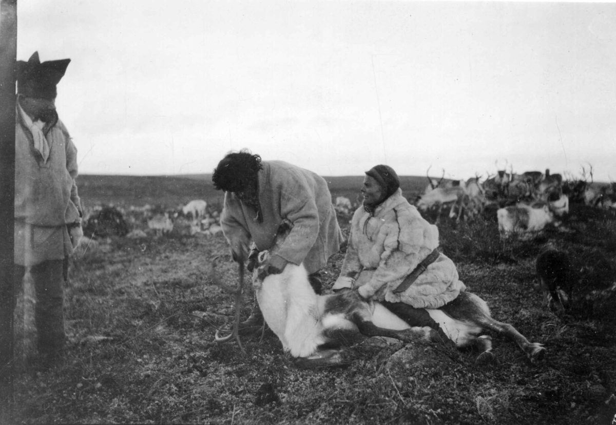 Konrad Nielsen, To personer holder et reinsdyr for kappe hornene av den før kastreringen.