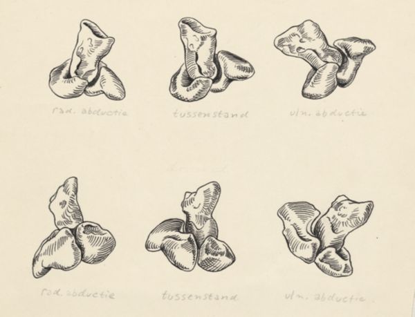 J Tinkelenberg, Musculoskeletal system of the hand and wrist
