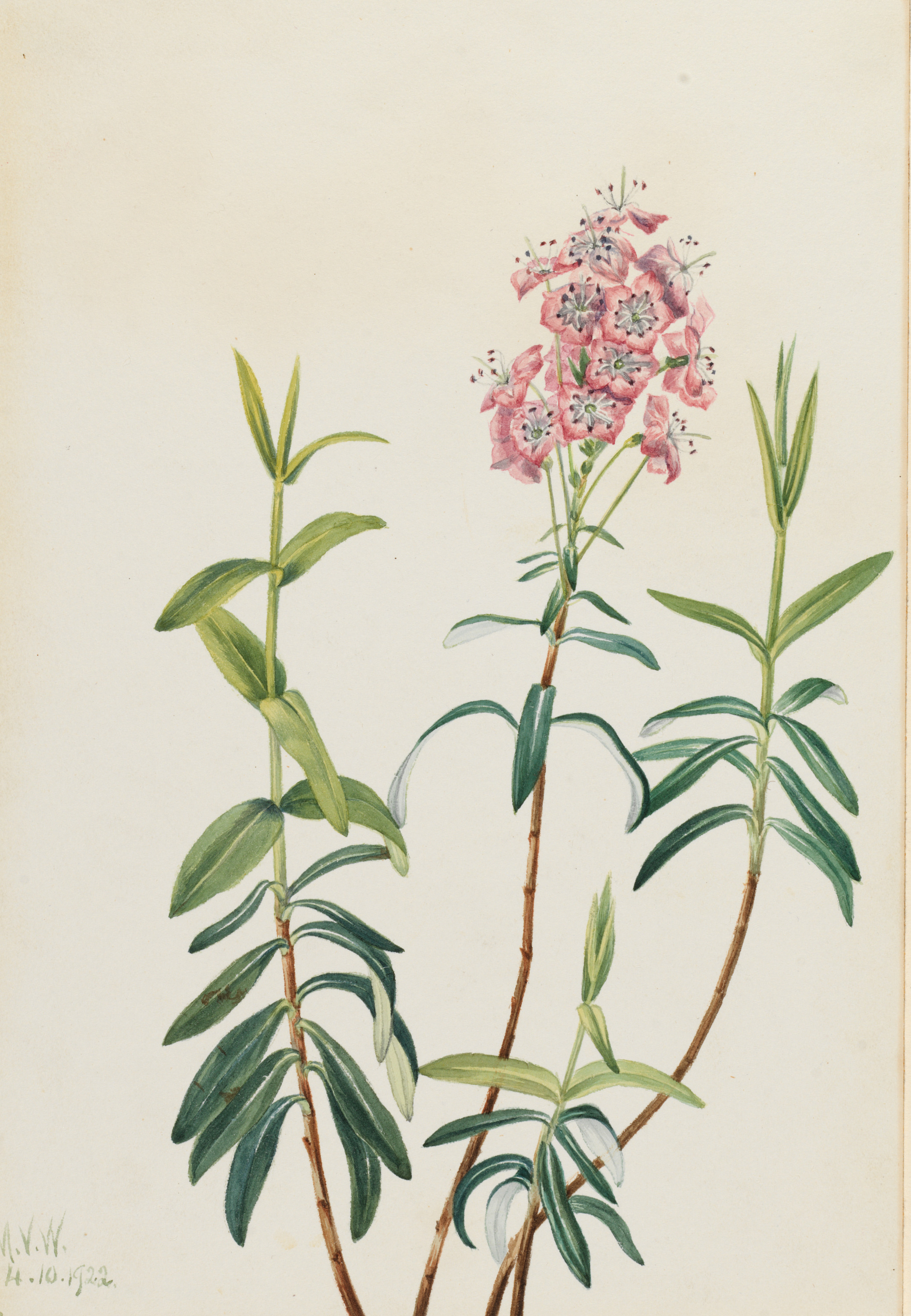Mary Vaux Walcott, Bog Kalmia (Kalmia polifolia)