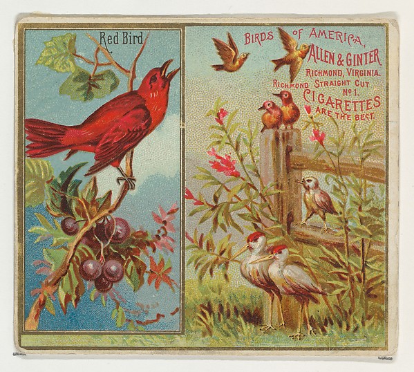 Allen & Ginter, Red Bird, from the Birds of America series (N37) for Allen & Ginter Cigarettes