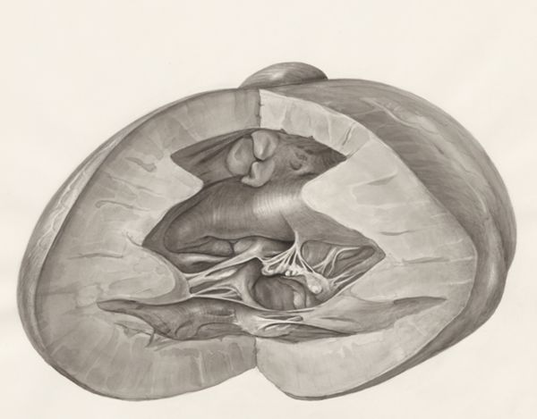 H.G Wetselaar, Heart