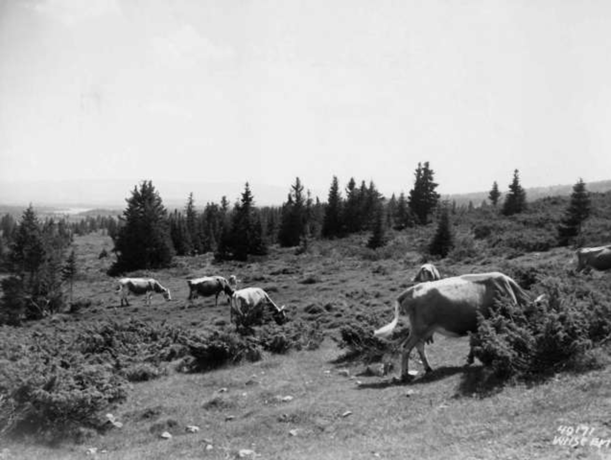 Anders Beer Wilse, -7922