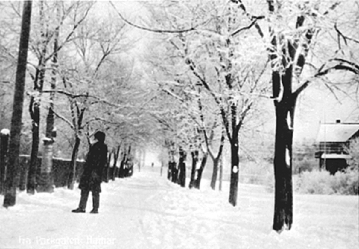 Anno Domkirkeodden, VINTER, PARKGATA, MANN, TRÆR
