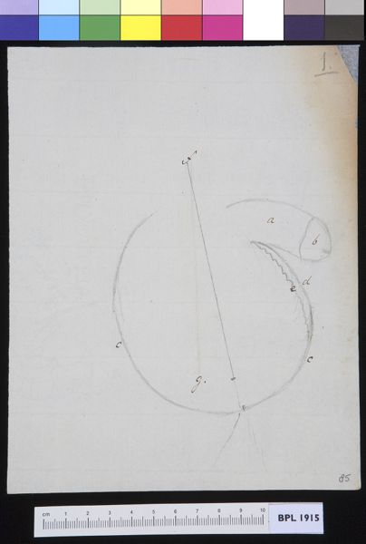 M. Houtman, Male genitals with hernia