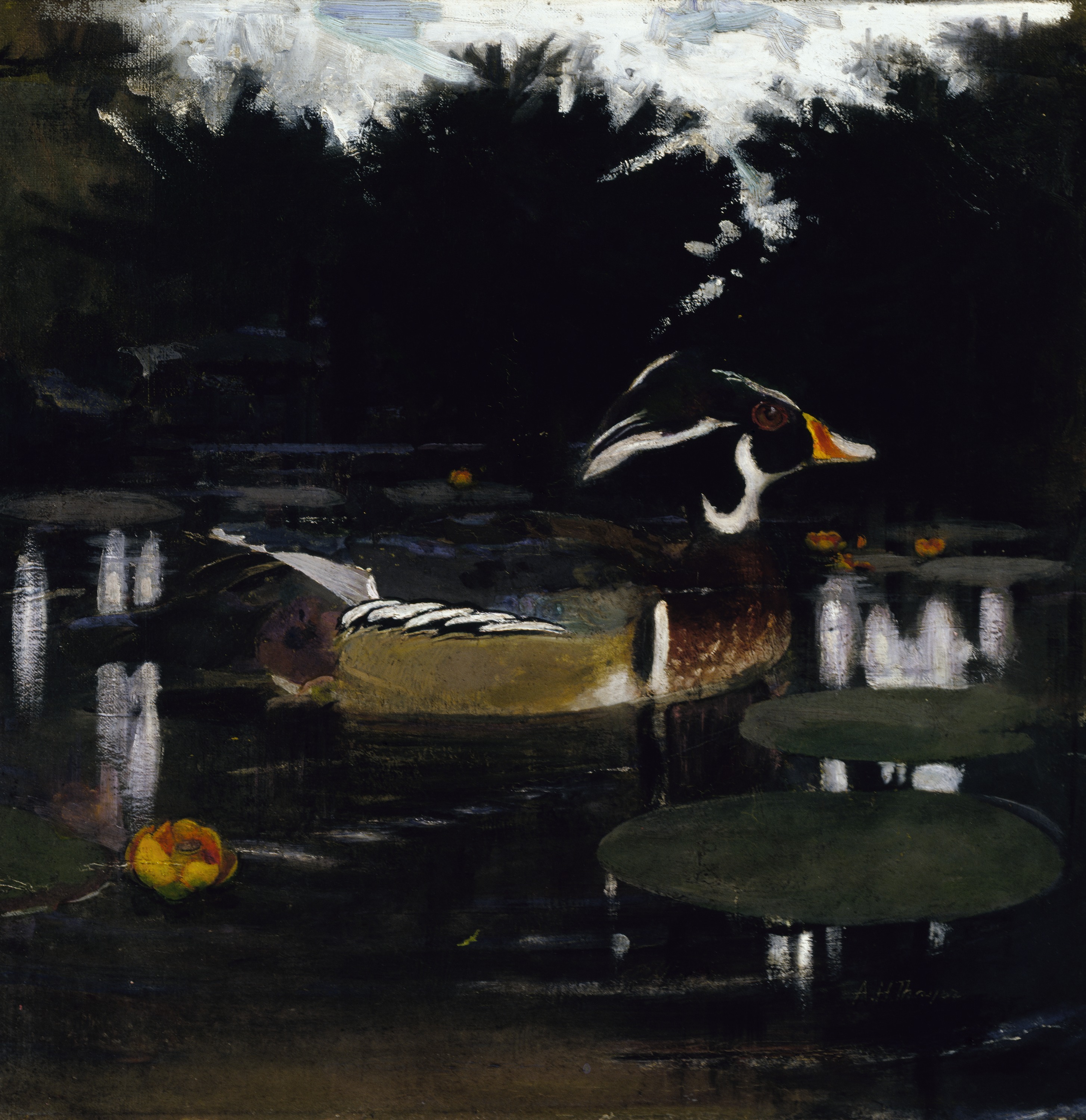 Abbott Handerson Thayer, Male Wood Duck in a Forest Pool, study for book Concealing Coloration in the Animal Kingdom