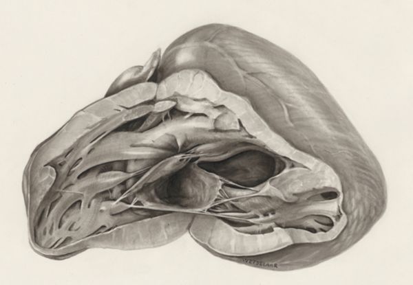 H.G Wetselaar, Cardiovascular system