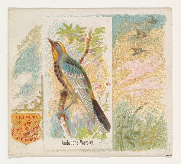 Allen & Ginter, Audobons Warbler, from the Song Birds of the World series (N42) for Allen & Ginter Cigarettes