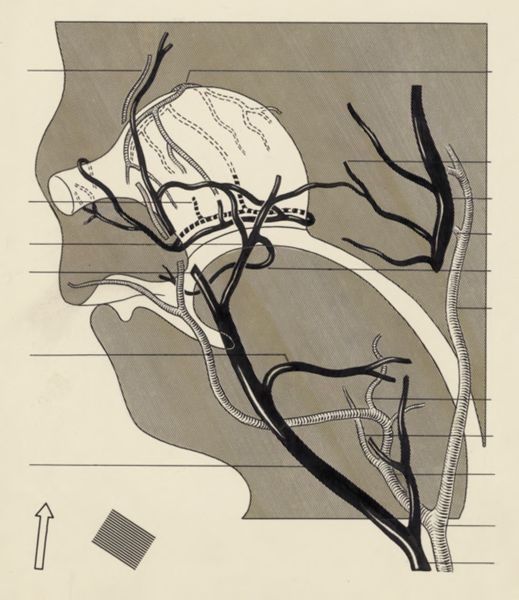 J Tinkelenberg, Cardiovascular system of an embryo