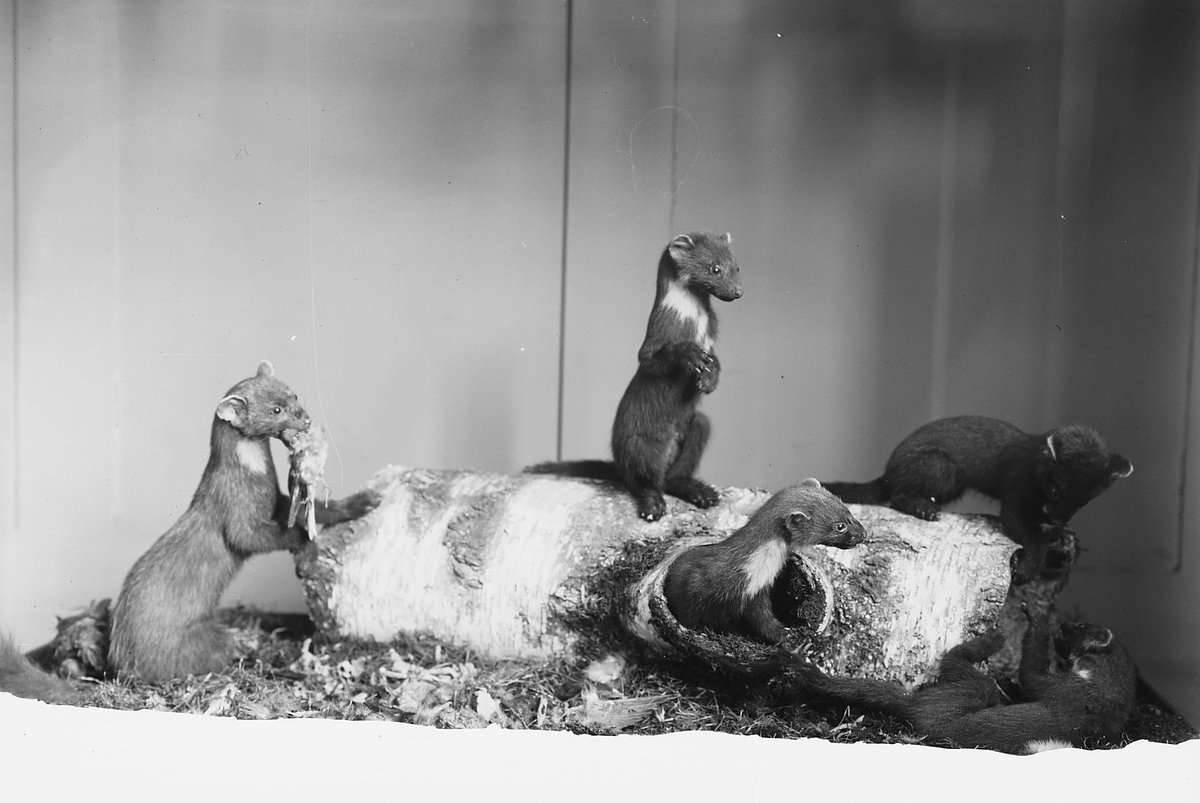 Anders Beer Wilse, Prot: Zoologisk Museum