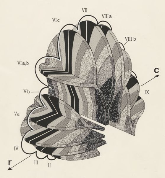 J Tinkelenberg, Sections of neuroanatomical tissue