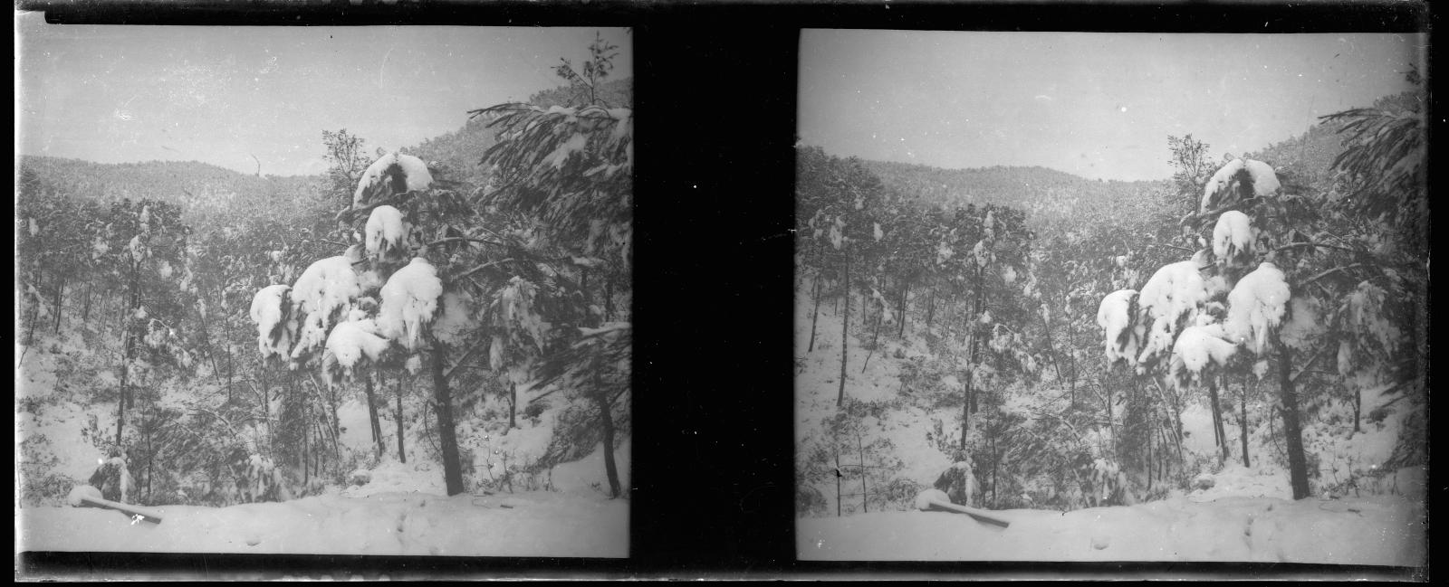 Desconegut, [Bosc nevat a Vallvidrera]