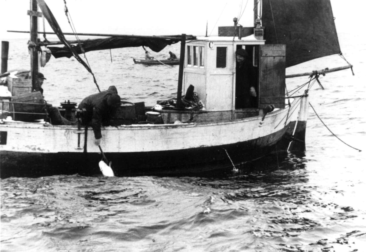 Anders Beer Wilse, Lofotfiske