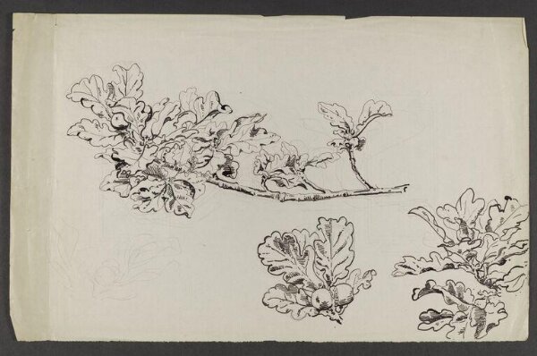 Potter, Beatrix, drawing